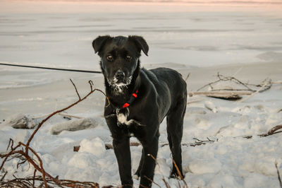 Portrait of black dog in snow