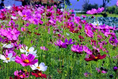 Close-up of pink flowering plants on field