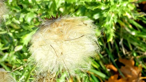 Close-up of plant on field