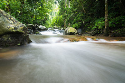 Scenic view of waterfall in forest