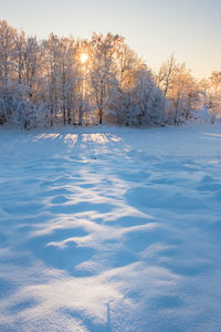 Snow covered plants against sky during sunset