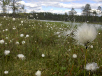 Close-up of dandelion on field