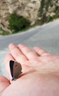 Close-up of hand holding butterfly