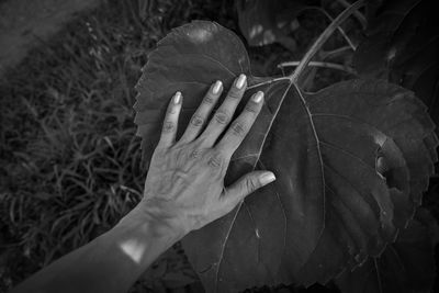 Close-up of person hand holding leaf on field