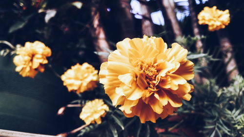 Close-up of yellow flower blooming