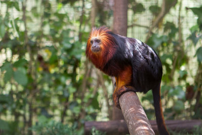 Close-up of bird perching on tree