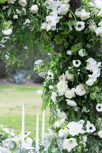 Close-up of white flowers blooming outdoors