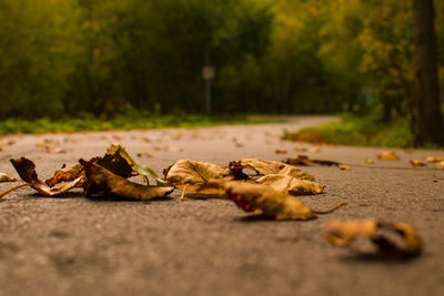 Close-up of fallen leaves on road