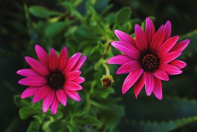 Close-up of pink flowers