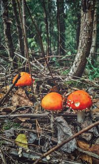 Close-up of mushroom growing on tree in forest