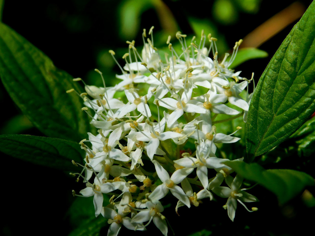 CLOSE UP OF WHITE FLOWERING PLANTS