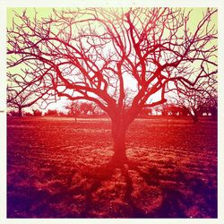 Bare trees against sky at sunset