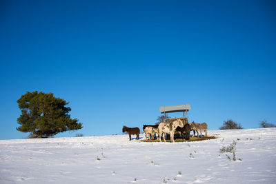 Cows on field against clear blue sky during winter