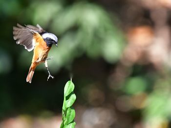 Close-up of a bird flying