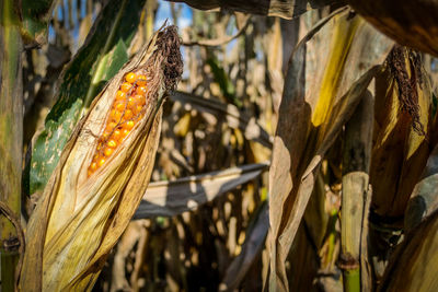 Close-up of flowering plant