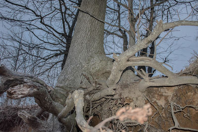 Low angle view of bare tree in forest