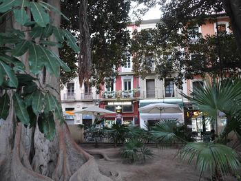 Palm trees and buildings in city