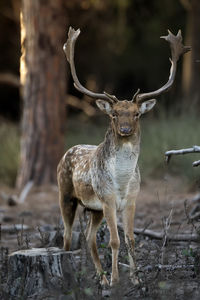 Portrait of deer standing in forest