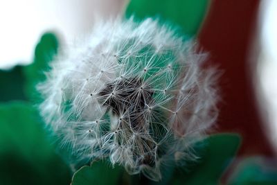 Close-up of dandelion on plant