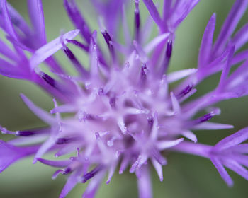 Close-up of purple flowering plant