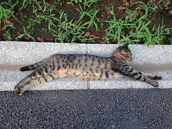 High angle view of cat lying on grass