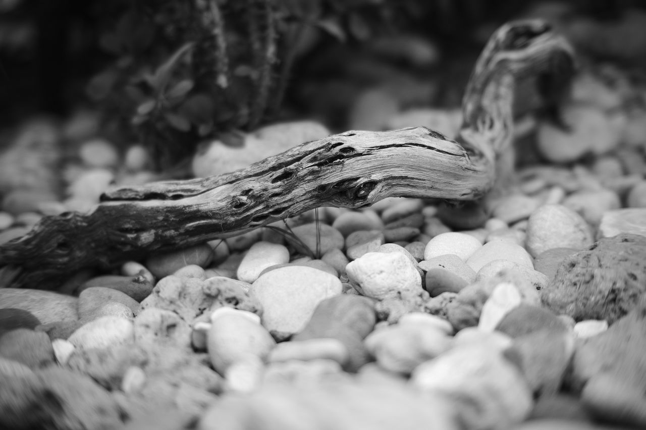 black and white, monochrome photography, monochrome, selective focus, close-up, nature, rock, no people, land, stone, animal, macro photography, outdoors, animal themes, black, day, animal wildlife, white, tree, food