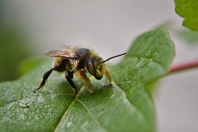 Close-up of insect on leaf