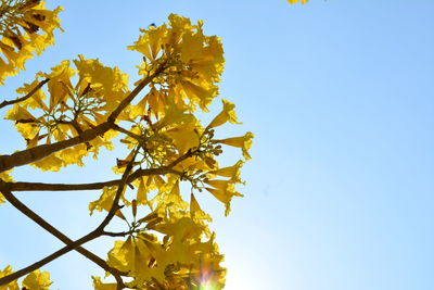 Low angle view of yellow flowering plant against clear sky