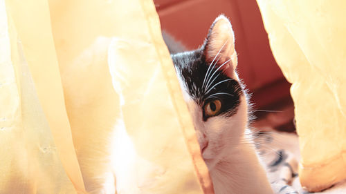 Close-up portrait of a cat