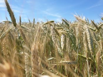 Close-up of stalks in field against sky