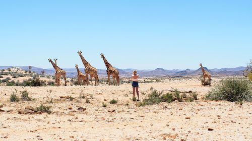 Giraffes in augrabies national park, south africa 