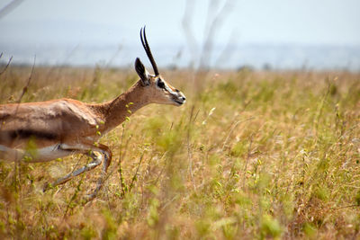 Side view of deer standing on grass