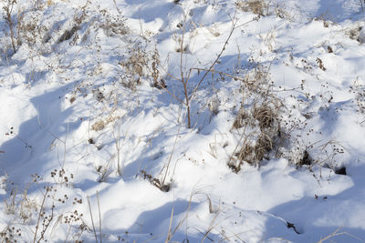 snow
