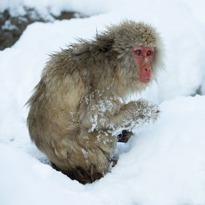 Monkey on snow covered field
