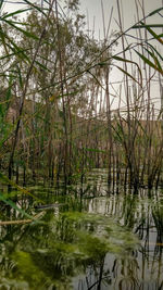 Scenic view of lake in forest