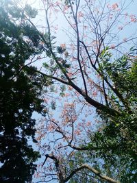 Low angle view of trees in forest