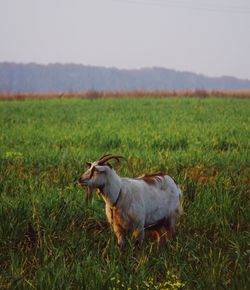 Sheep standing in a field