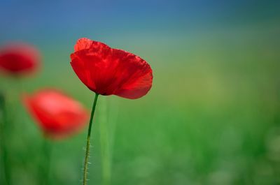 Close-up of red poppy blooming in field