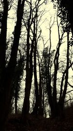 Silhouette of trees in forest