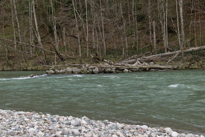 Scenic view of river flowing through forest