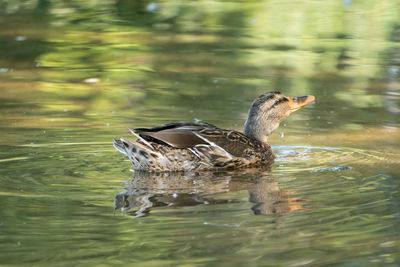 Duck swimming in lake