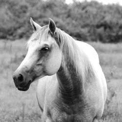 Close-up of horse on field