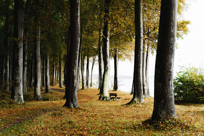 Trees in forest during autumn