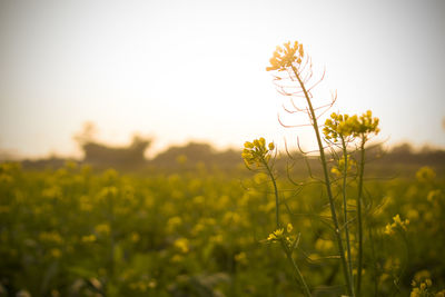 Close-up of crop in field