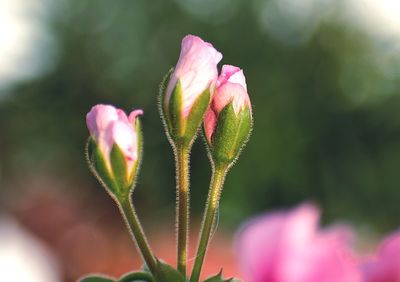 Close-up of pink flowering plant