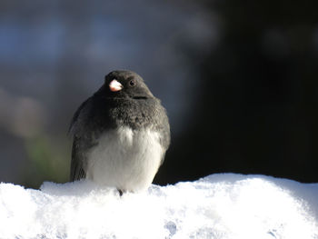 Close-up of bird perching on snow