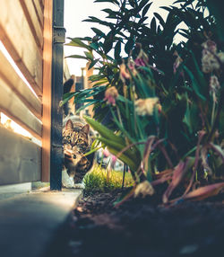 Close-up of cat on plant