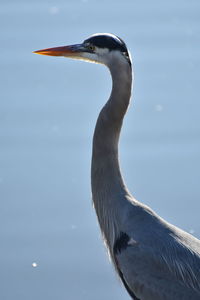 Close-up of gray heron