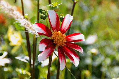 Close-up of flower blooming outdoors