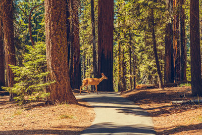 Dog in forest